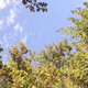 Image for article titled How do trees communicate (without the Lorax, that is)?